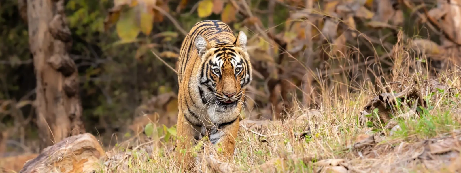 Golden Triangle Tour With Ranthambore